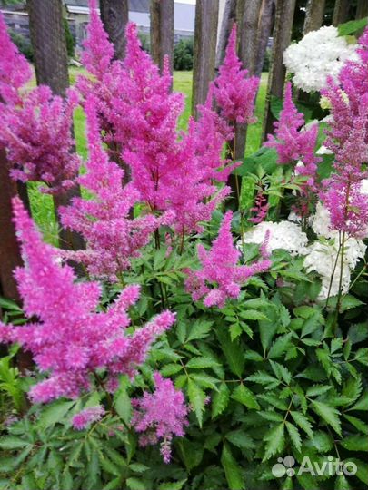 Излишки цветов