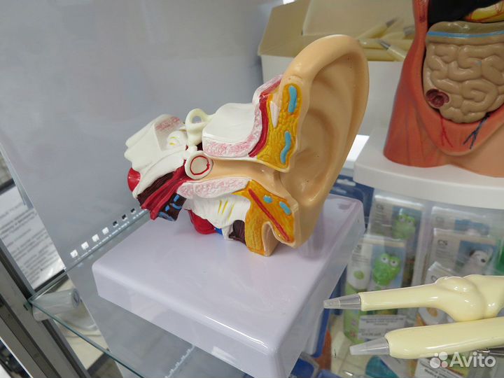 Анатомическая модель черепа, сердца, органов