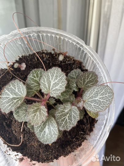 Детка камнеломки