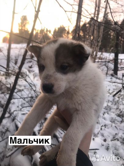 Щеночек лайки бесплатно