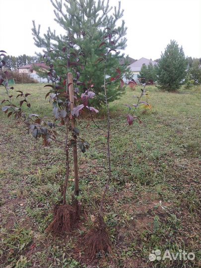 Продам саженцы яблони Роялти 1.6 м