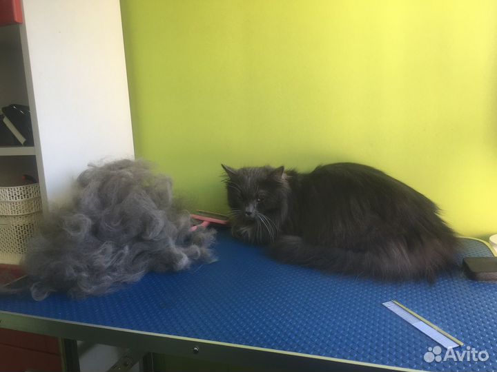 Стрижка и вычесывание кошек