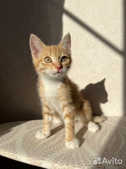 Рыжий котенок в добрые руки