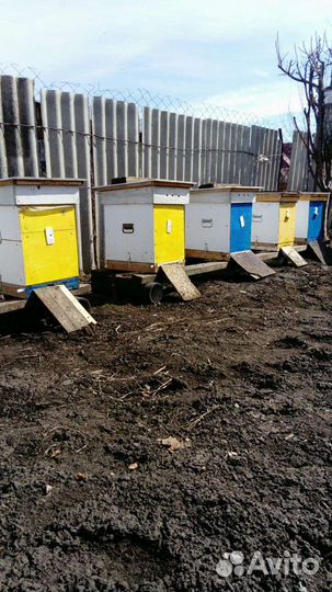 Пчелопакеты