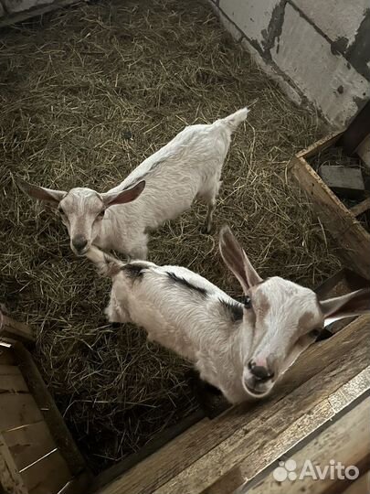 Козлята