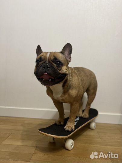 Французский бульдог для фотосессии