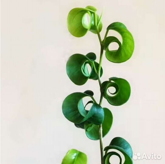 Фикус барок