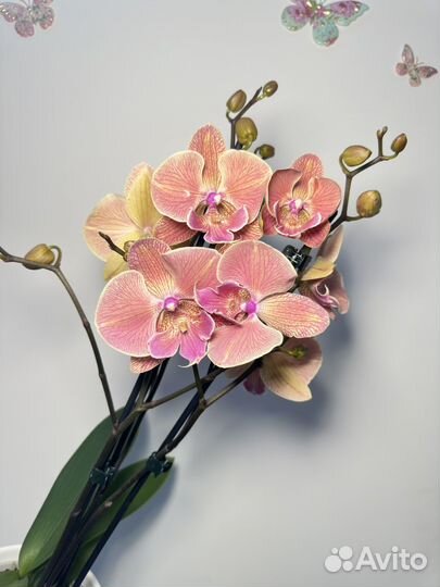 Орхидея фаленопсис