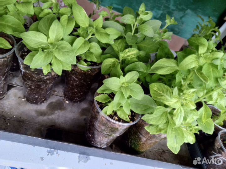 Рассада петунии