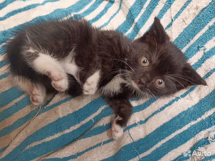 Кошки в дар