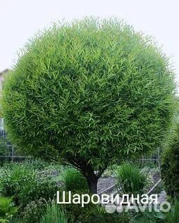 Ивы