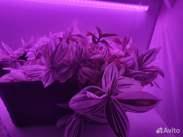 Комнатные растения цветы