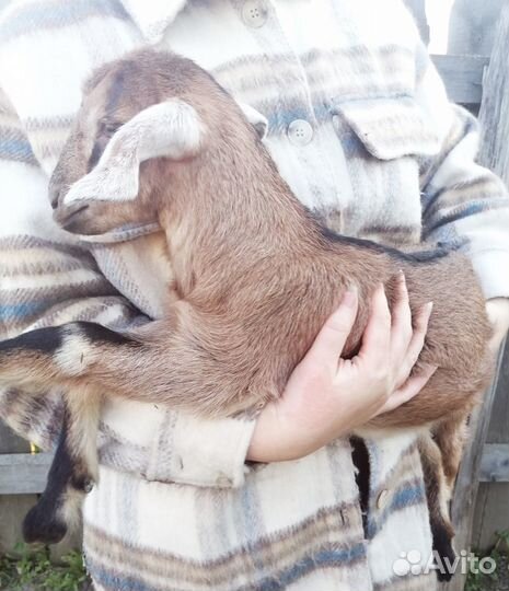 Англо нубийский козел