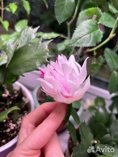 Махровый декабрист шлюмбергера Branca Dobrada