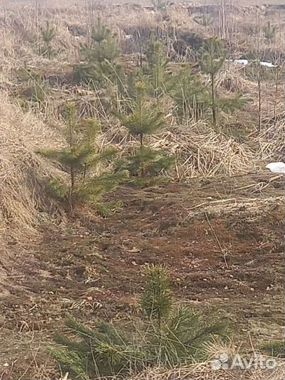 Сосна, березки, с Доставкой