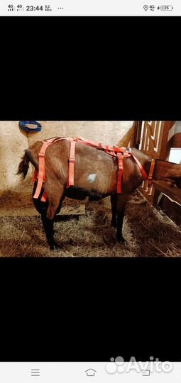 Лифчик для козы,фартуки на козлов,недоуздки