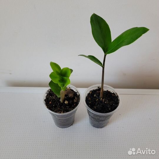 Замиокулькас долларовое дерево