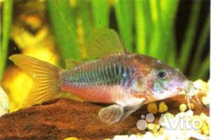 Аквариумы 10, 20, 40 л, компрессор, фильтры и др