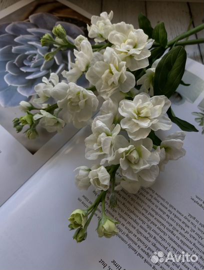 Маттиола (левкой)