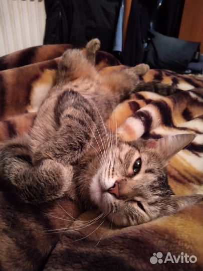 Отдам кошку в хорошие руки
