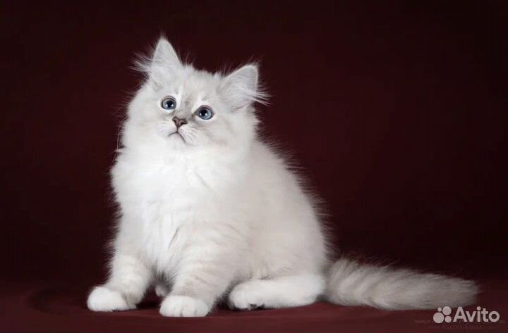 Рэгдолл Джесс