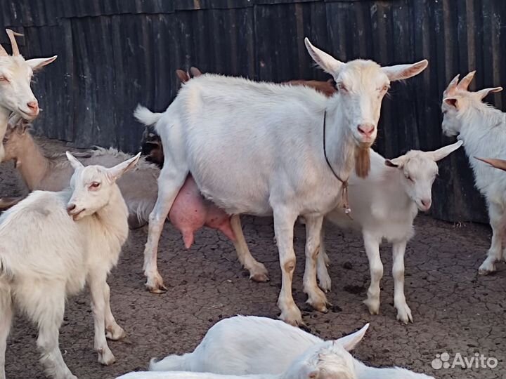 Козы дойные