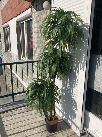 Искусственное дерево драцена