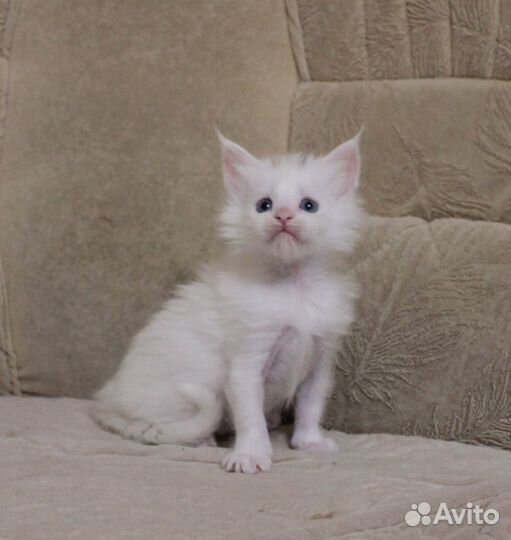 Особенная чистокровная малышка с голубыми глазами