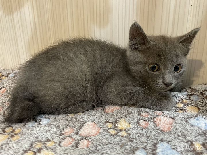 Котята в добрые руки мальчики