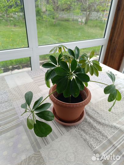 Комнатные цветы шеффлера