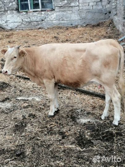 Тёлки, бычки