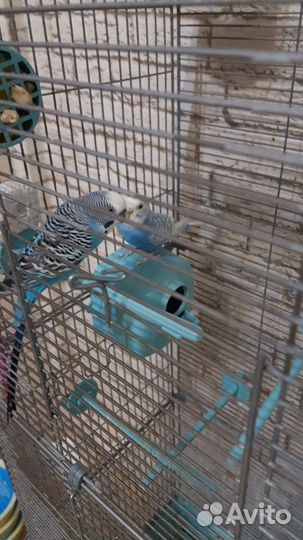 Волнистый попугай