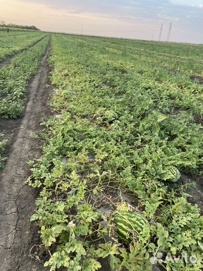 Арбузы опт с поля