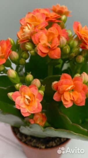 Каланхоэ Фикусы Монстера Алоэ