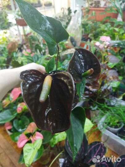 Антуриумы сортовые