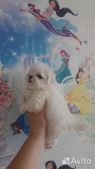 Мальтипу малышики