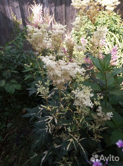 Многолетние цветочки