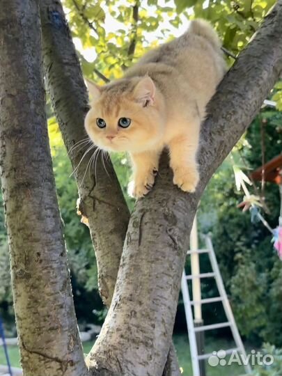 Мальчик золотой голубоглазый