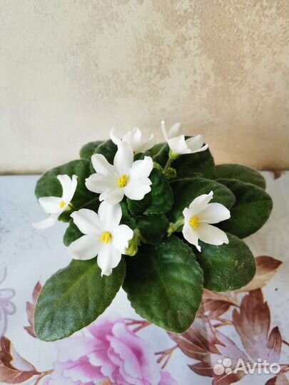 Детки и стартеры сотовых фиалок