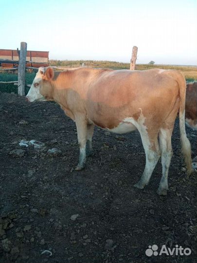 Тёлки стельные