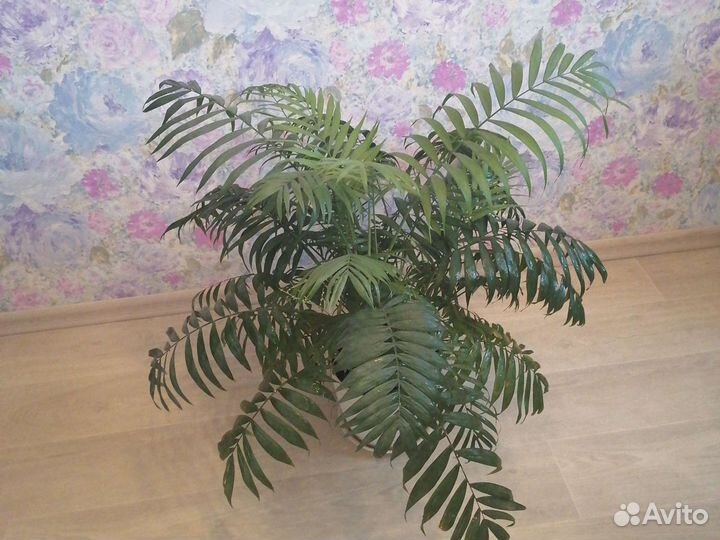 Пальма хамедорея