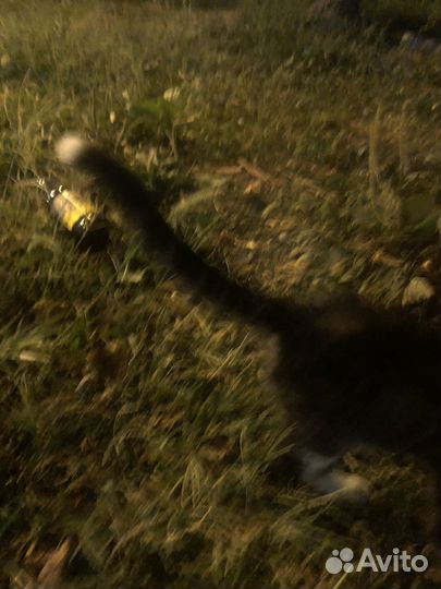 Домашние животные кошки