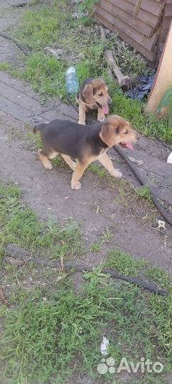 Собаки - щенки