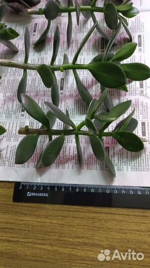 Толстянка, денежное дерево