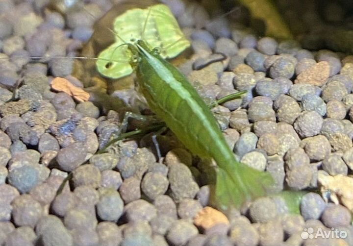 Креветки Бабаулти