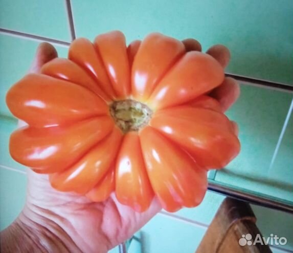 Семена коллекционных экзотических сортов томатов