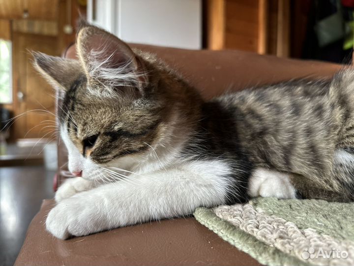 Котята бесплатно