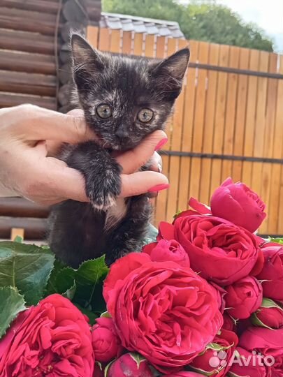 Ася котёнок в добрые руки