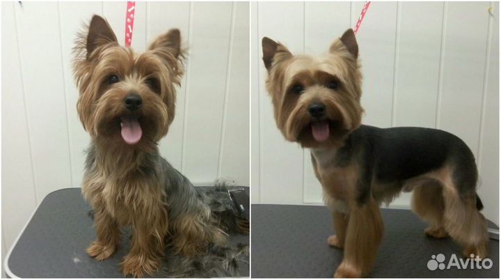 Стрижка собак и кошек