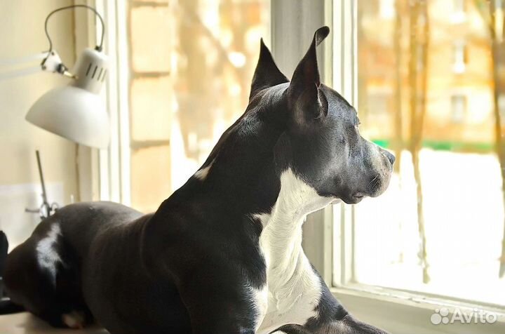 Вязка/Питбуль